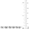 imageAmazon Essentials Stainless Steel 6MM Rope Chain 24